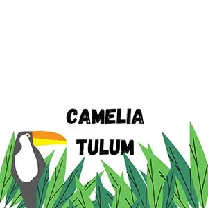 Camelia Camelia