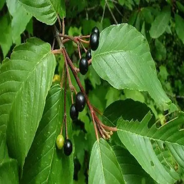 Cascara sagrada (rhamnus purshiana) 40 tablets 300 mg