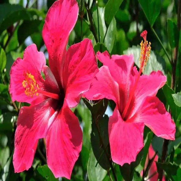 Hibiscus fire 20 tea bags