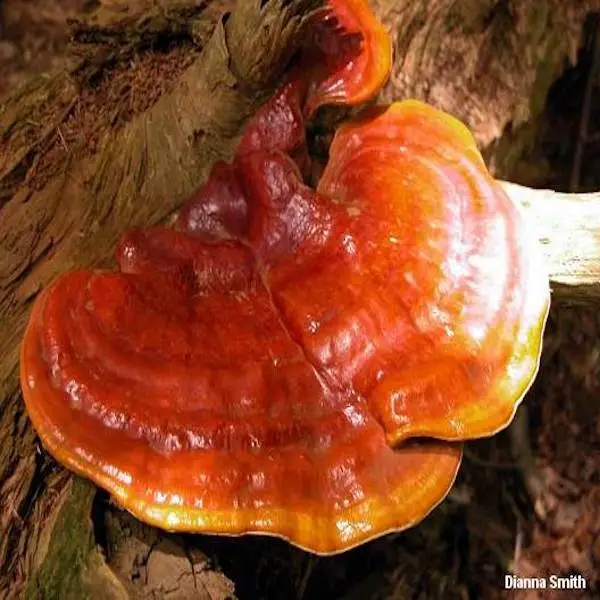 Michoacan mushroom ganoderma lucidum