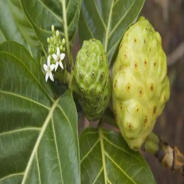 Noni tablets with ginseng vita iron