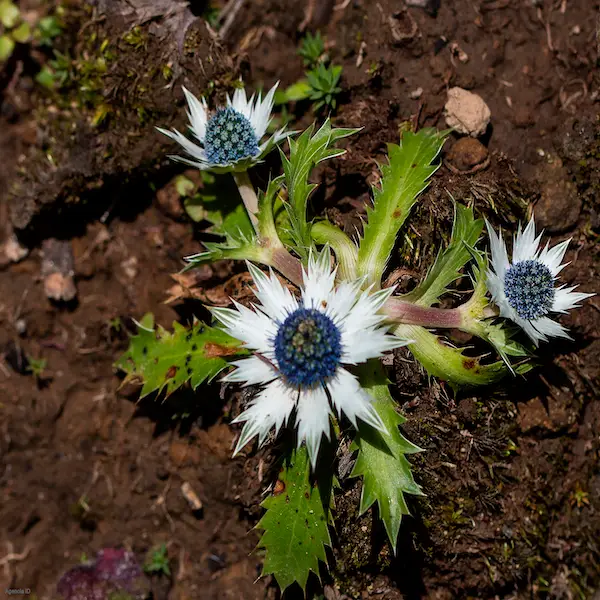 Toad herb tea (eryngium carlinae)
